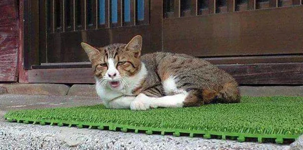 小花园想夹东西怎么办？听说邻居家的猫咪最近频繁出入，似乎在寻找什么秘密宝藏！
