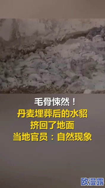 BWBWBWBWBW毛黑：探讨这一现象背后的文化意义与社会影响，揭示其对当代年轻人的启示