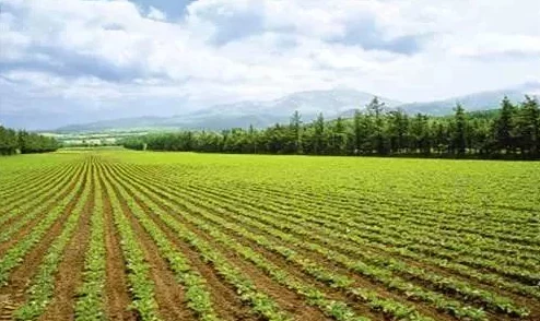 儿子辛勤耕耘母亲的土地：探讨家庭农场对代际传承与乡村振兴的重要性及其社会影响