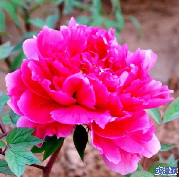 亭亭玉立的荷花国色天香的牡丹：两种花卉各具特色，展现了自然之美与文化底蕴的完美结合
