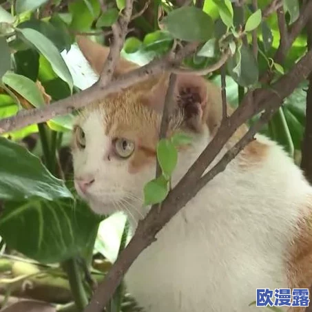 探寻Inari故乡的神秘宝藏：传奇黄猫的故事揭晓