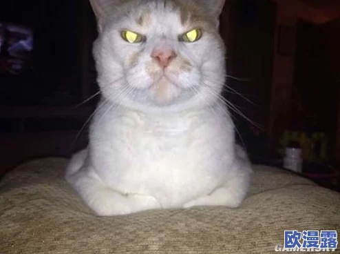 猫咪5.0：如何通过科技与创新提升宠物生活质量，促进人类与动物之间的和谐共处