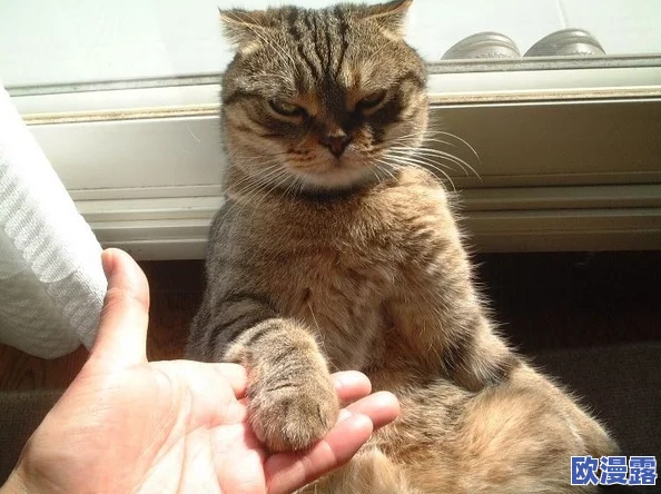 糖心短视频vlog柠檬猫：这是一档以可爱柠檬猫为主角的短视频系列，记录了它日常生活中的趣事与萌态