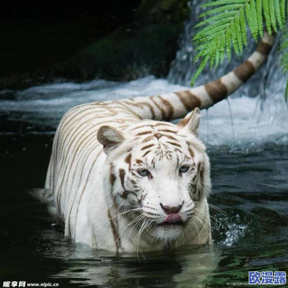 美穴白虎再掀波澜，惊现绝艳新星引发热议，网友热议其背后隐藏的故事与争议！