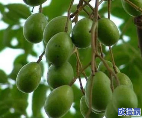 榨精神病楝8：探讨这一植物在传统医学中的应用及其对心理健康的潜在影响与研究进展