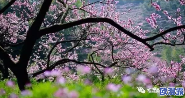桃花流水芳草萋萋，春日暖阳下的自然美景与人文情怀交融，展现出诗意生活的新篇章