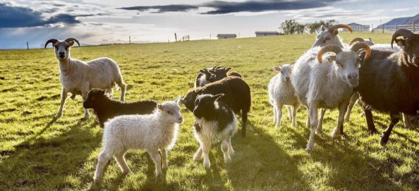 怀孕牧场引发热议:网友纷纷表达对动物福利的关注与对现代农业模式的思考,呼吁更人性化的养殖方式 怀孕牧场引发热议:网友纷纷表达对动物福利的关注与对现代农业模式的思考,呼吁更人性化的养殖方式