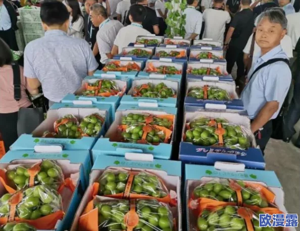 亚洲日本一线产区和二线产区对比：从市场需求到生产技术的全面进展分析