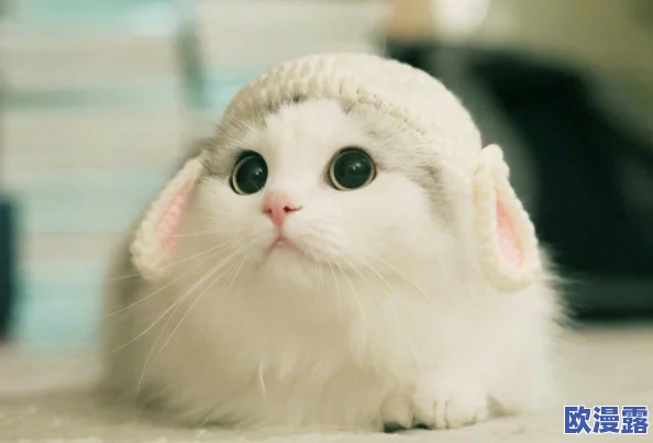 海外猫咪最新地域网名是啥？震惊！猫咪们竟然开始使用我们从未听过的奇特名字！