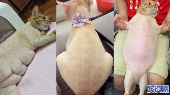 海外猫咪最新地域网名是啥？震惊！猫咪们竟然开始使用我们从未听过的奇特名字！