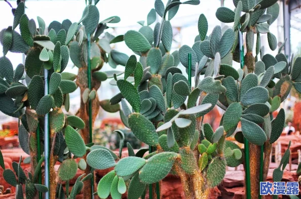 震惊!都市后宫yy文多肉竟然引发百万读者热议,背后隐藏的秘密让人瞠目结舌! 震惊!都市后宫yy文多肉竟然引发百万读者热议,背后隐藏的秘密让人瞠目结舌!