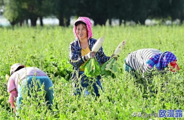 美女拨萝卜：探讨农村女性在农业生产中的角色与贡献及其对乡村振兴的影响分析