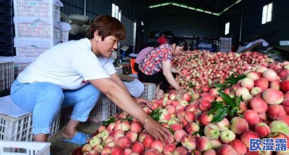 水蜜桃一区二区：新一季水蜜桃丰收在即，农民们忙碌采摘，市场需求持续攀升