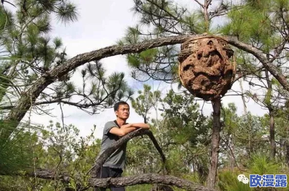 柴火垛里的疯狂55集蜂窝网:惊现数千蜜蜂聚集,惊动整个村庄,专家呼吁关注生态平衡! 柴火垛里的疯狂55集蜂窝网:惊现数千蜜蜂聚集,惊动整个村庄,专家呼吁关注生态平衡!