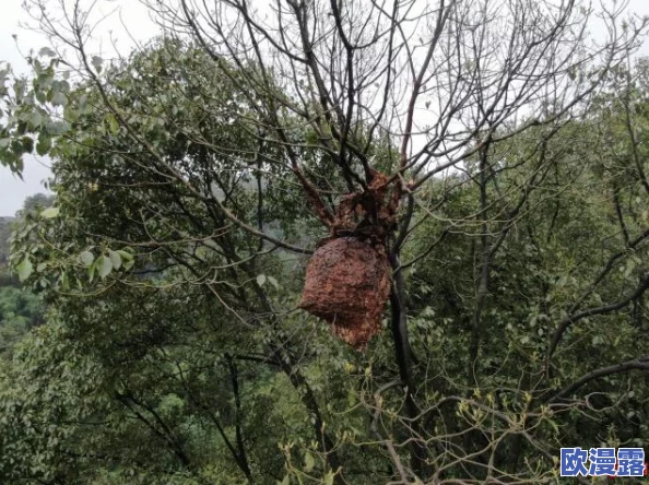 柴火垛里的疯狂55集蜂窝网:惊现数千蜜蜂聚集,惊动整个村庄,专家呼吁关注生态平衡! 柴火垛里的疯狂55集蜂窝网:惊现数千蜜蜂聚集,惊动整个村庄,专家呼吁关注生态平衡!