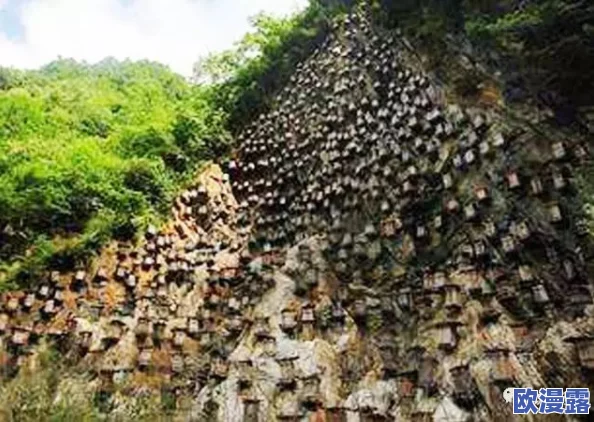 柴火垛里的疯狂55集蜂窝网:惊现数千蜜蜂聚集,惊动整个村庄,专家呼吁关注生态平衡! 柴火垛里的疯狂55集蜂窝网:惊现数千蜜蜂聚集,惊动整个村庄,专家呼吁关注生态平衡!