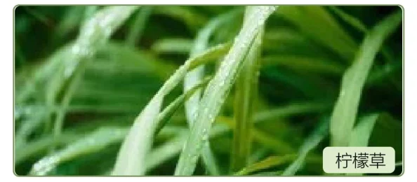 嫩叶草m码和澳洲：意外发现全球最稀有植物，科学家揭示其潜在药用价值与环保意义！