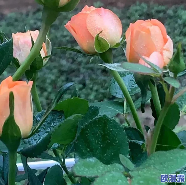 女生的小花园可以吃吗？解析可食用植物的种类与种植注意事项
