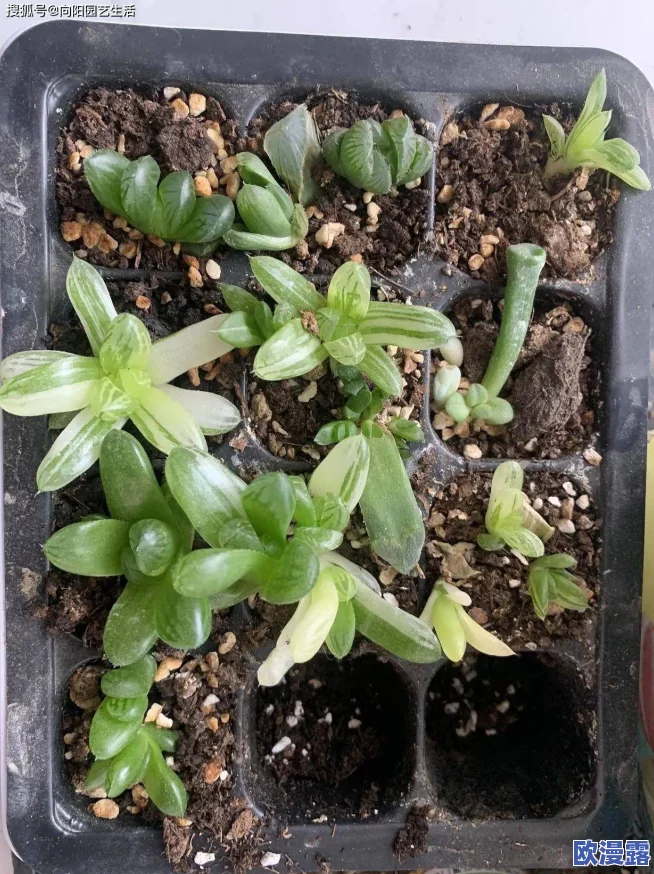 扦插BB有什么好处视频：网友热议，分享成功经验与技巧，让你轻松掌握扦插的奥秘与乐趣！