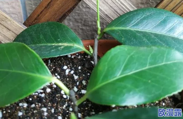 扦插BB有什么好处视频：网友热议，分享成功经验与技巧，让你轻松掌握扦插的奥秘与乐趣！
