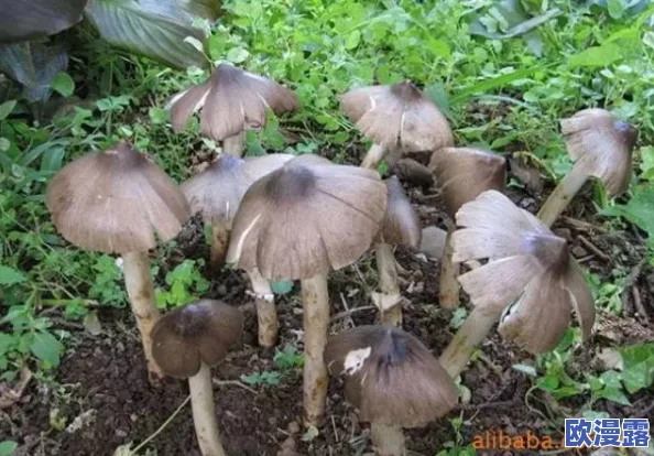 17c独家爆料黑料蘑菇：震撼内幕曝光，背后隐藏的惊人真相令人目瞪口呆，整个行业为之哗然！
