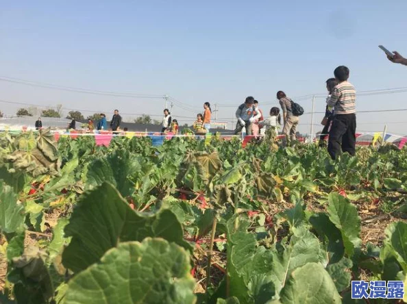 拔萝卜又叫降黄：了解这一传统农事活动的历史渊源和对生态环境的积极影响