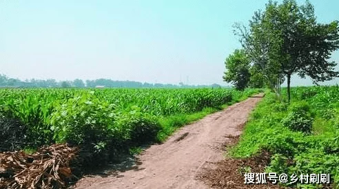 农村妇女树林里BBw：探讨乡村女性在自然环境中的生活方式与社会角色的多重影响因素分析