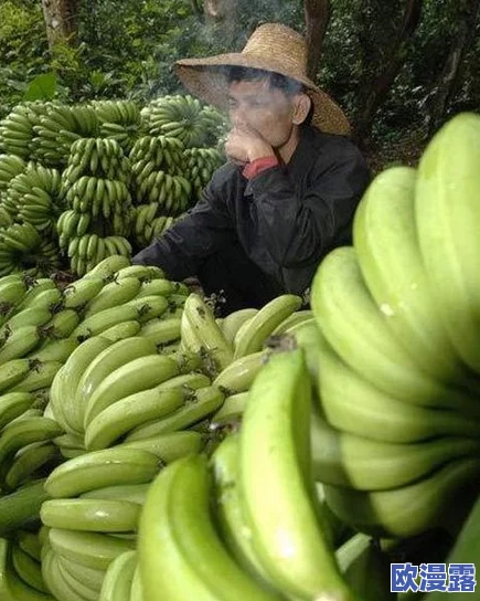 大尹香蕉：探讨其在热带农业中的经济价值与生态影响的综合研究分析