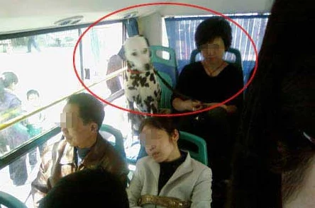 公交车被多人伦 吃花蒂,乘客目击惊人场面引发热议,社会道德何在? 公交车被多人伦 吃花蒂,乘客目击惊人场面引发热议,社会道德何在?