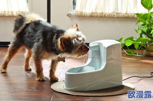 被主人尿在身体里，宠物行为引发热议：如何正确对待动物的生理需求与心理健康？