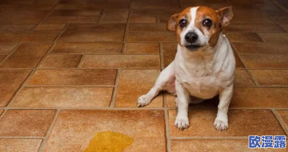 被主人尿在身体里，宠物行为引发热议：如何正确对待动物的生理需求与心理健康？