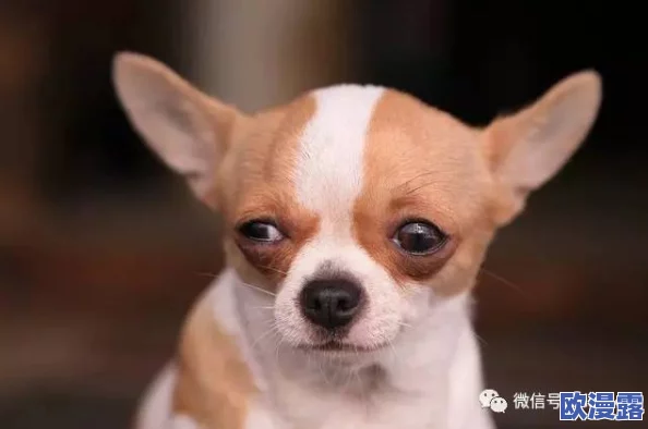 ZoomDogs and humans：狗狗们在视频会议中如何成为人类的最佳伙伴，揭示了它们与主人之间的温馨互动和搞笑瞬间！