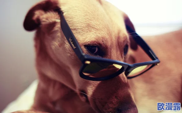 ZoomDogs and humans：狗狗们在视频会议中如何成为人类的最佳伙伴，揭示了它们与主人之间的温馨互动和搞笑瞬间！