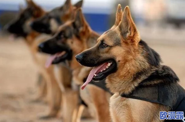 张警犬9分10秒头撞玻璃澎湃，现场目击者惊呼：这场面竟令人心跳加速，难以置信的惊险瞬间！