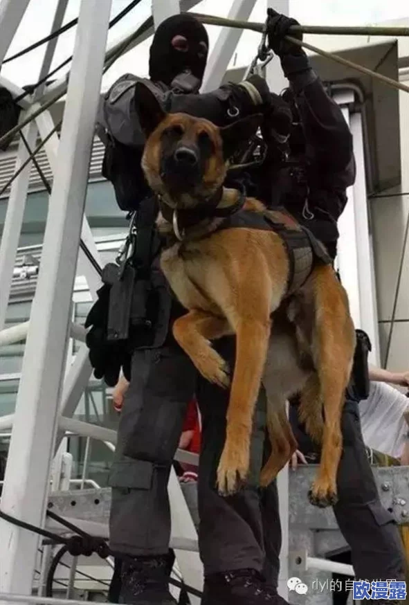 张警犬9分10秒头撞玻璃澎湃，现场目击者惊呼：这场面竟令人心跳加速，难以置信的惊险瞬间！