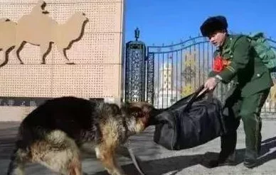 张警犬9分10秒头撞玻璃澎湃，现场目击者惊呼：这场面竟令人心跳加速，难以置信的惊险瞬间！