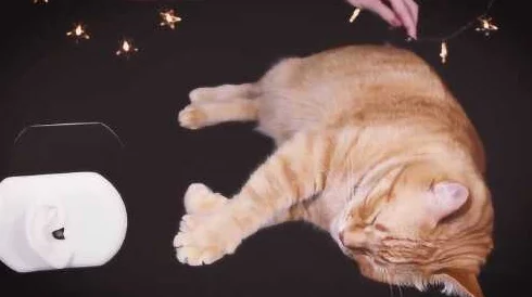 探索无限乐趣:巧妙运用「挠痒痒vk」,让宠物尽享欢乐时光 探索无限乐趣:巧妙运用「挠痒痒vk」,让宠物尽享欢乐时光