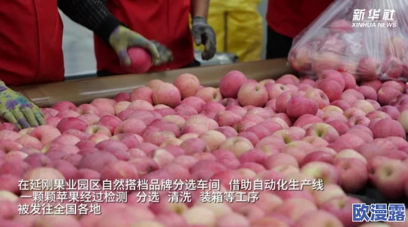 四虎2023年最新网名苹果，震撼曝光：“苹果”背后隐藏着谁的惊天秘密！