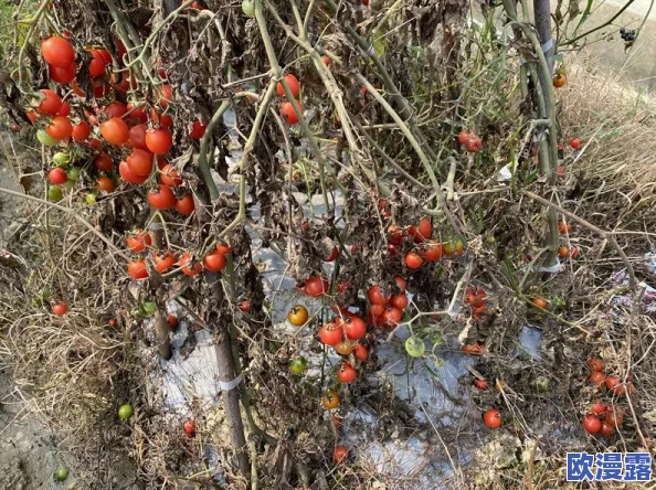 亚洲香蕉久久：全球气候变化对热带水果产量的影响及其在国际市场上的新机遇分析