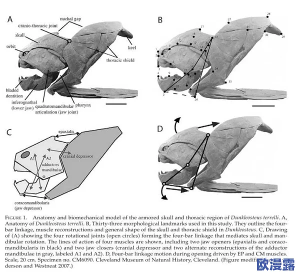 口咬的技能：从生物学视角分析人类与动物在捕食和防御中的口咬能力及其演化意义