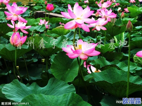 亭亭玉立的荷花国色天香，竟然被评为全球最美花卉，引发全国花卉爱好者热议！