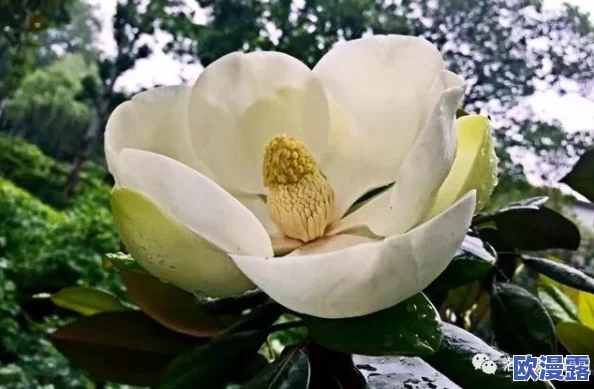 亭亭玉立的荷花国色天香，竟然被评为全球最美花卉，引发全国花卉爱好者热议！