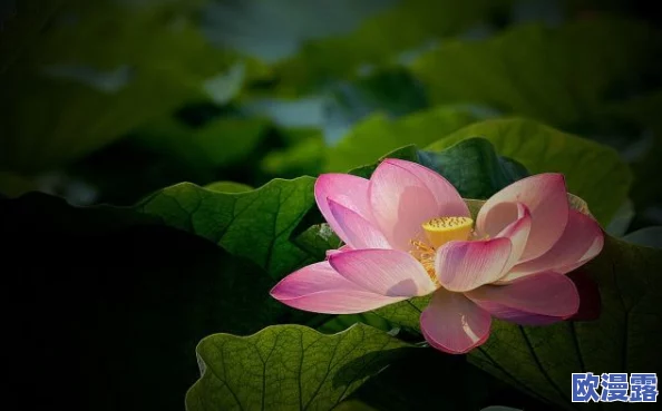 亭亭玉立的荷花国色天香，竟然被评为全球最美花卉，引发全国花卉爱好者热议！