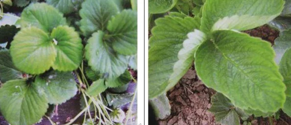 草莓视频黄色污引发热议,网友纷纷讨论其内容与社会影响,相关话题持续升温,成为网络焦点 草莓视频黄色污引发热议,网友纷纷讨论其内容与社会影响,相关话题持续升温,成为网络焦点