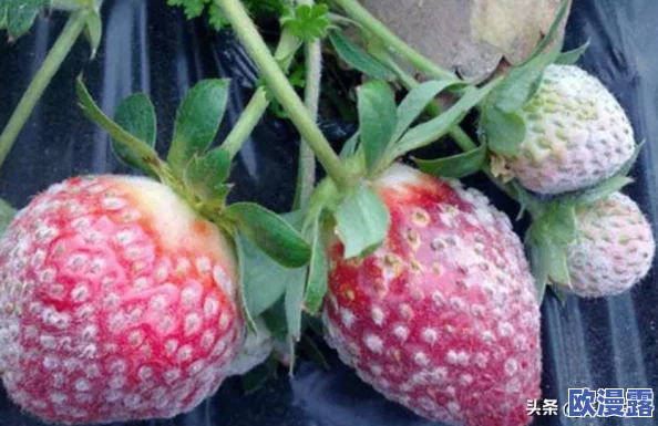 草莓视频黄色污引发热议,网友纷纷讨论其内容与社会影响,相关话题持续升温,成为网络焦点 草莓视频黄色污引发热议,网友纷纷讨论其内容与社会影响,相关话题持续升温,成为网络焦点