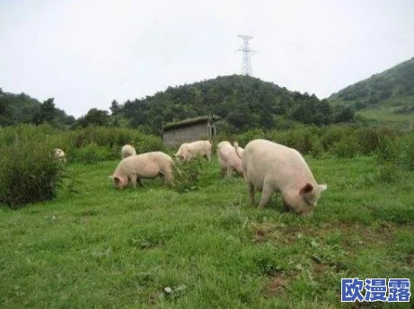 人与畜禽的合作关系：从传统农业到现代生态养殖的进展与挑战分析