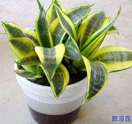 相对湿度po阿司匹林:研究发现环境湿度对阿司匹林稳定性和疗效的影响新动态分析 相对湿度po阿司匹林:研究发现环境湿度对阿司匹林稳定性和疗效的影响新动态分析