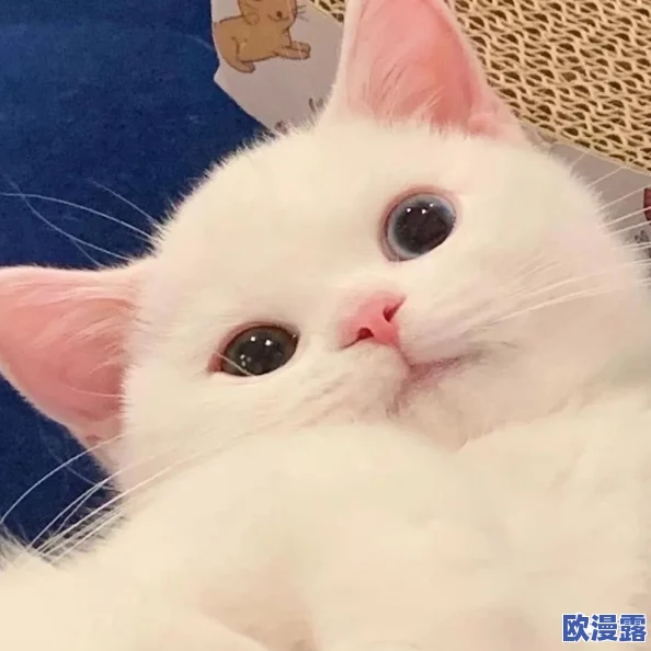 孩娇小videos精品：最新发布的可爱视频合集，带你领略萌宠与儿童的欢乐瞬间！