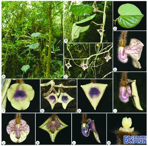 末发育较小性色XXXXX仙林踪：科学家发现神秘生物，揭开自然界未解之谜！
