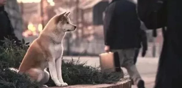 狗爷城中村国际在线观看：震撼来袭，超高人气引发热议，网友纷纷点赞狂欢！